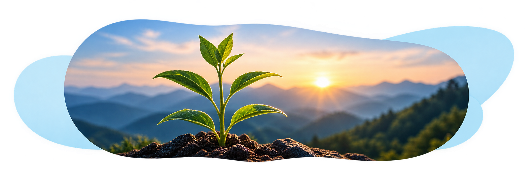 A young plant sprouting from soil with a sunset over mountains in the background, representing long-term growth